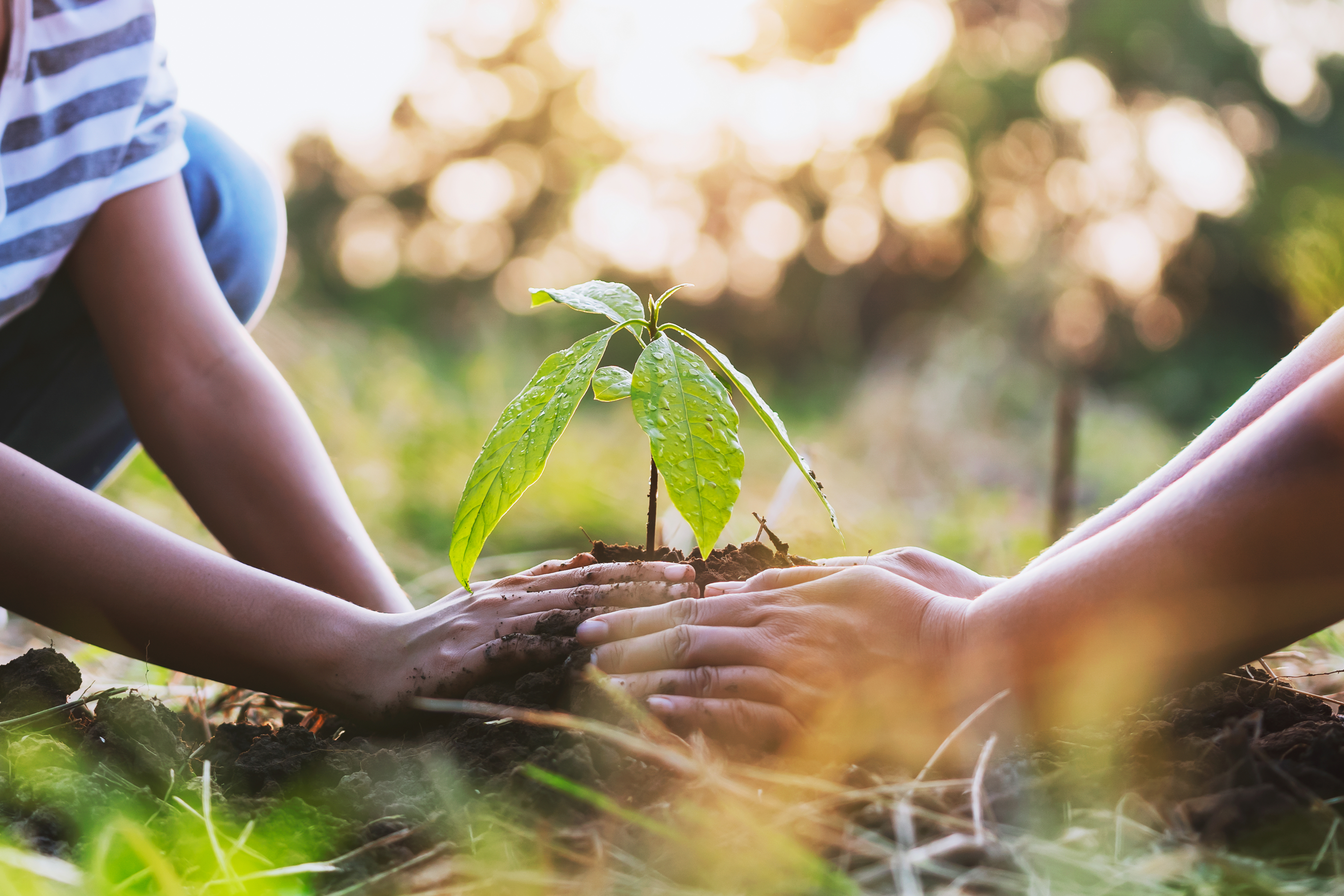 Environmental Rights